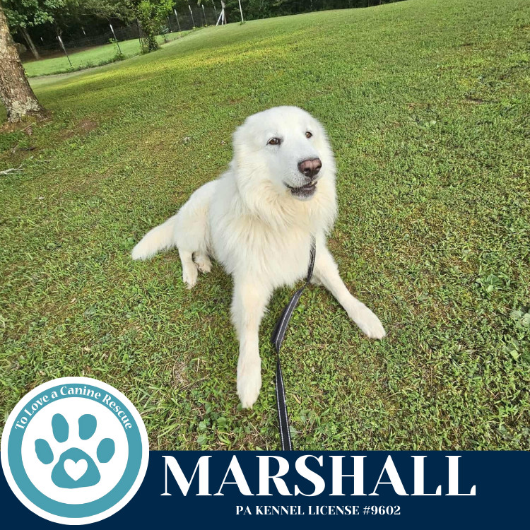 Marshall 090625, an adoptable Great Pyrenees, Komondor in Kimberton, PA, 19442 | Photo Image 2