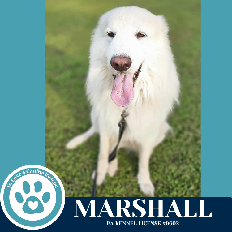 Marshall 090625, an adoptable Great Pyrenees, Komondor in Kimberton, PA, 19442 | Photo Image 3