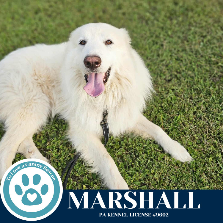Marshall 090625, an adoptable Great Pyrenees, Komondor in Kimberton, PA, 19442 | Photo Image 4