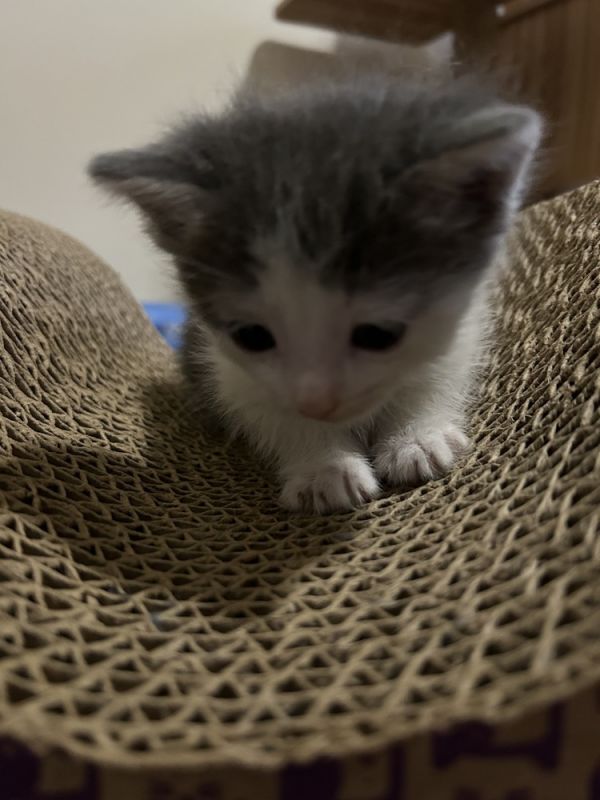 Buttons Biscuit thumbnail 3