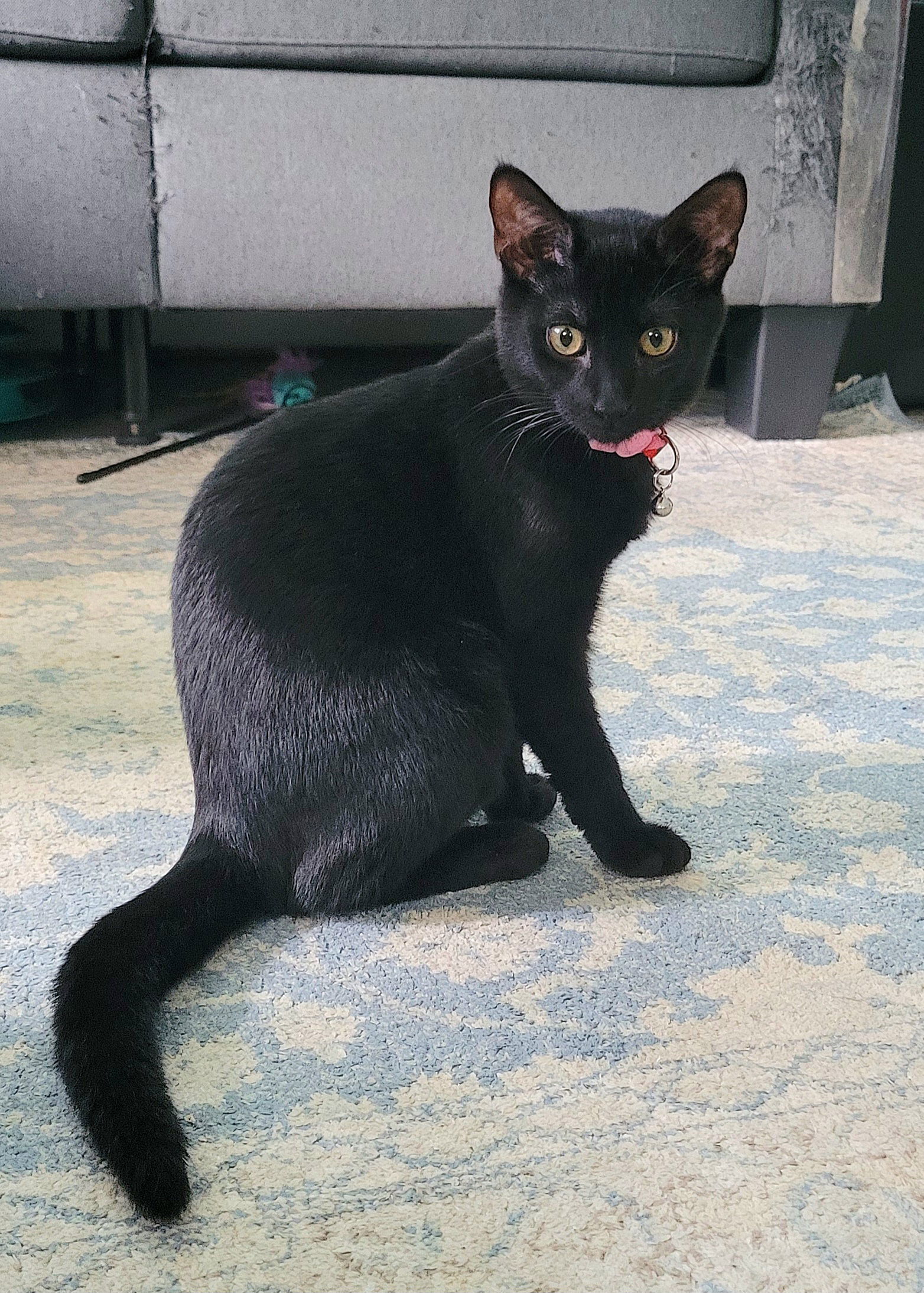 Maraschino