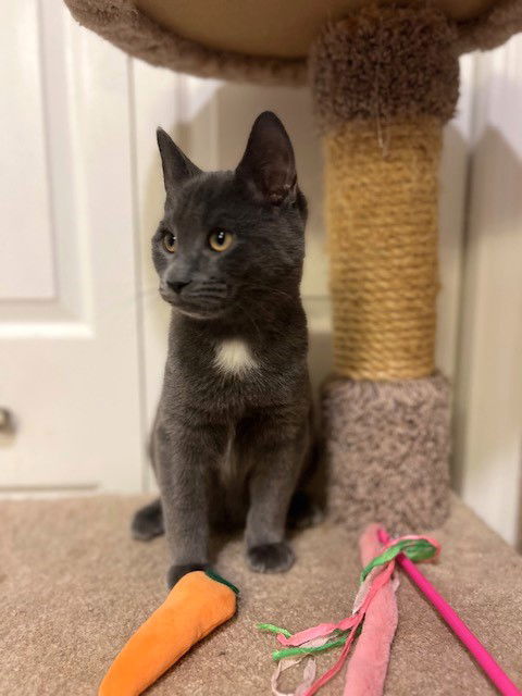 Darwin, an adoptable Domestic Short Hair, Chartreux in Ringwood, NJ, 07456 | Photo Image 1