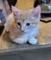 Clementine