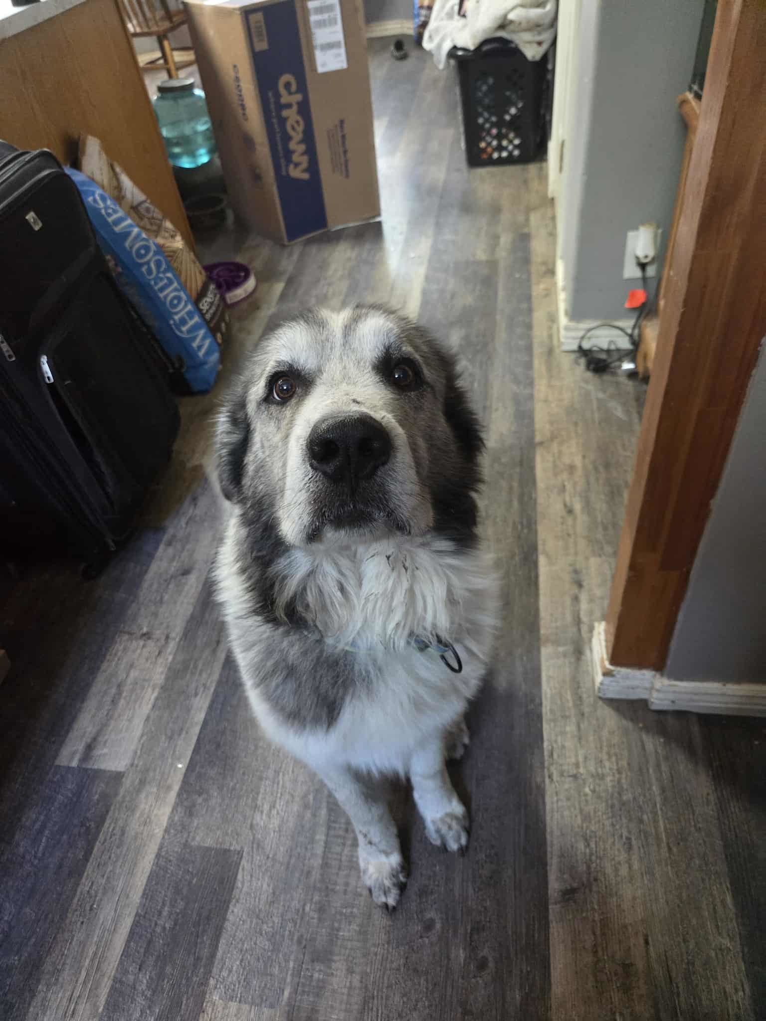 Presley, an adoptable Great Pyrenees in Midway, UT, 84049 | Photo Image 1
