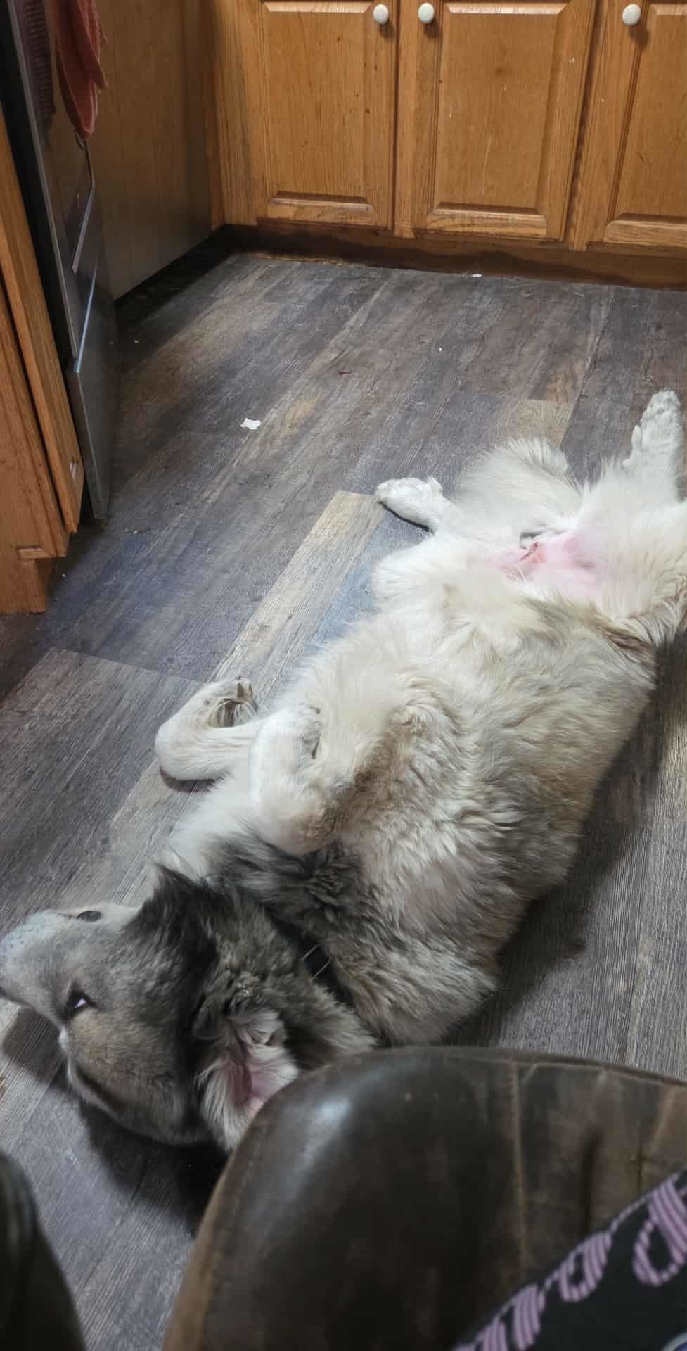 Presley, an adoptable Great Pyrenees in Midway, UT, 84049 | Photo Image 2