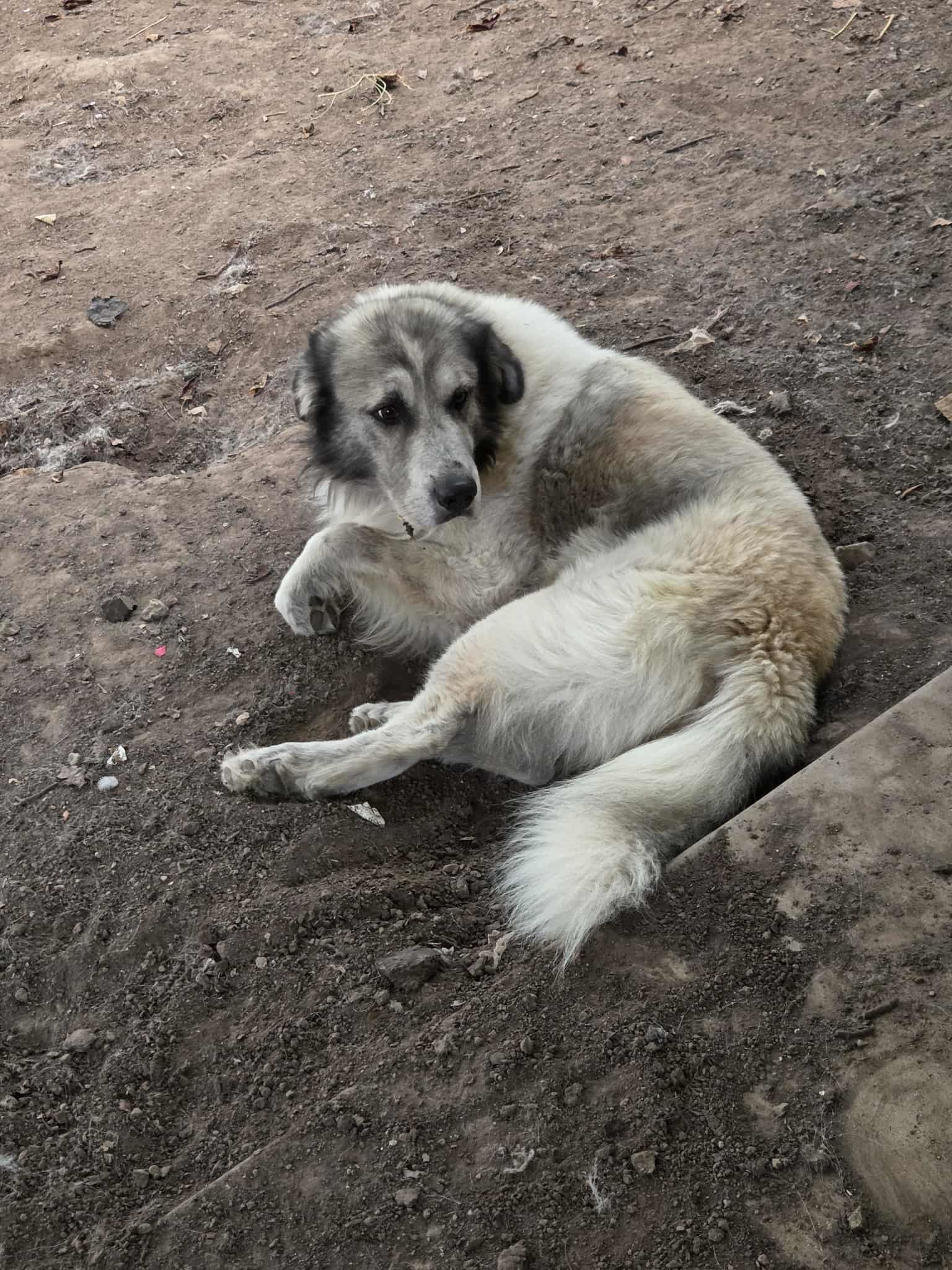 Presley, an adoptable Great Pyrenees in Midway, UT, 84049 | Photo Image 3