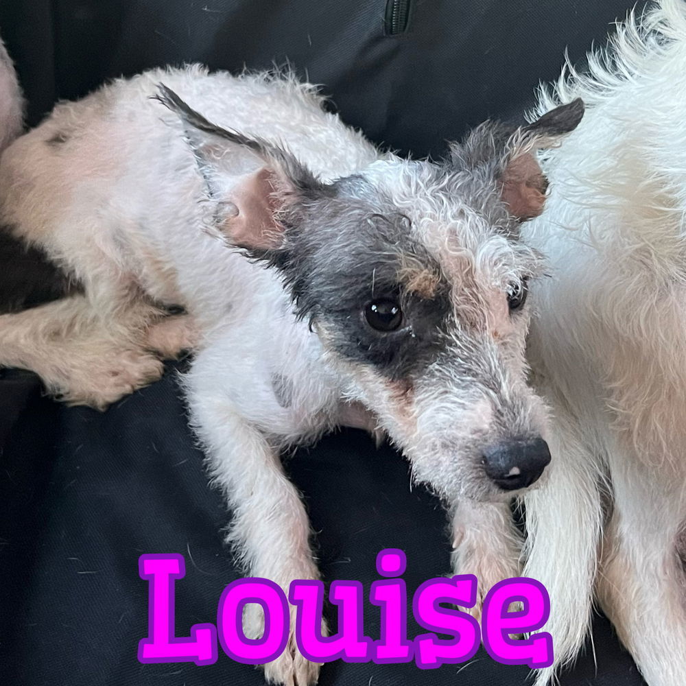 Louise DD