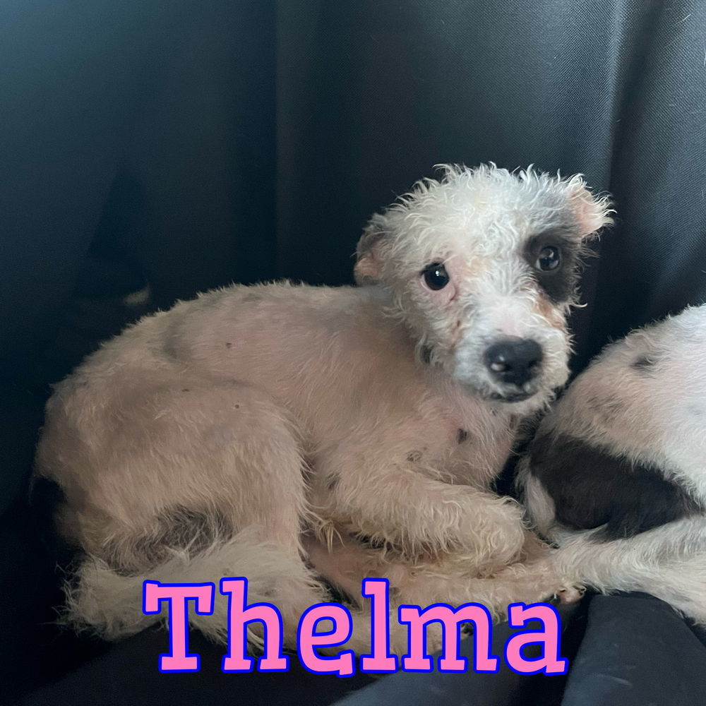 Thelma DD