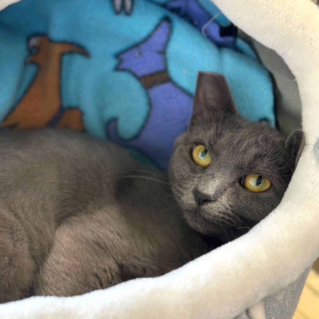 Pearl, an adoptable Domestic Short Hair in Medford, OR, 97501 | Photo Image 1