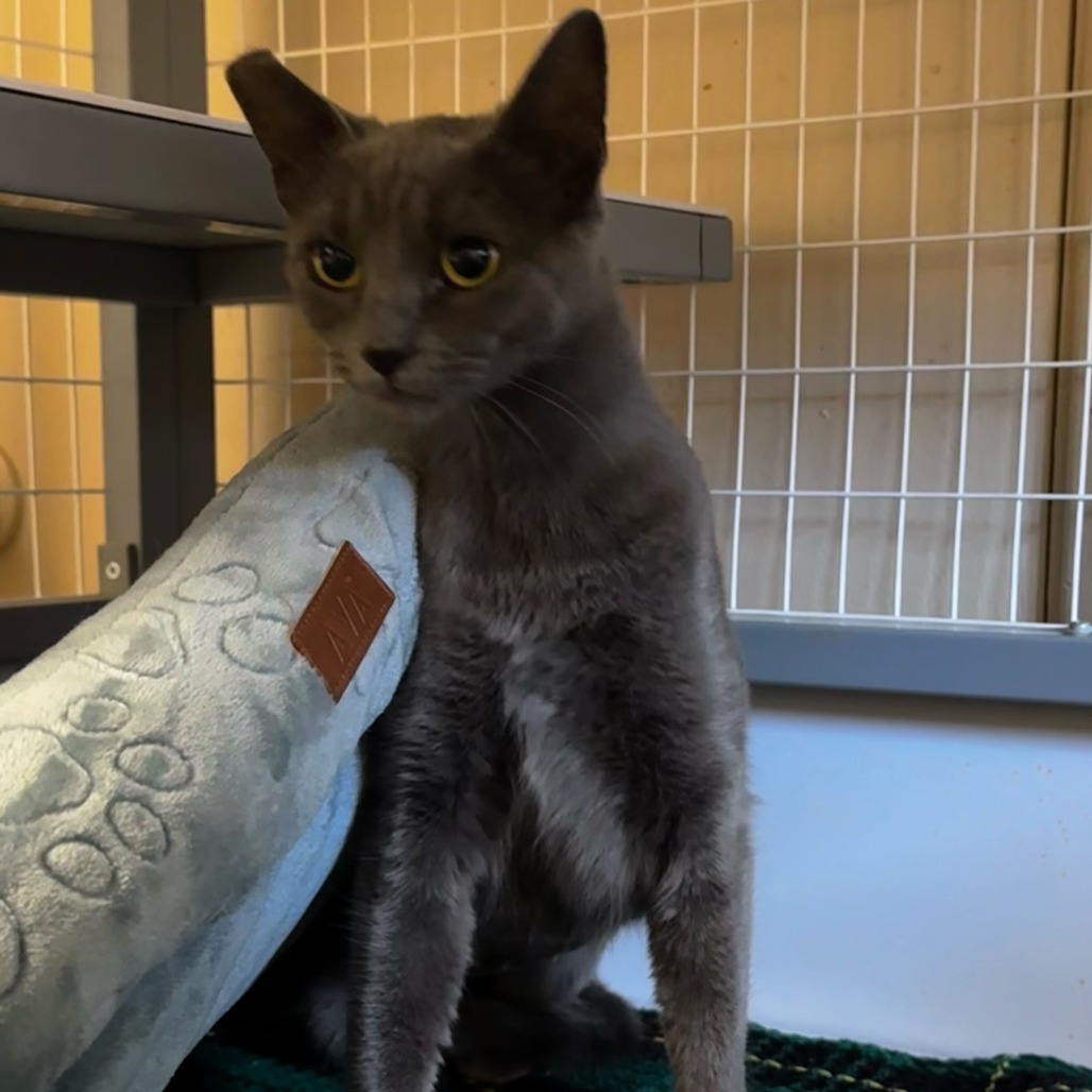 Pearl, an adoptable Domestic Short Hair in Medford, OR, 97501 | Photo Image 2