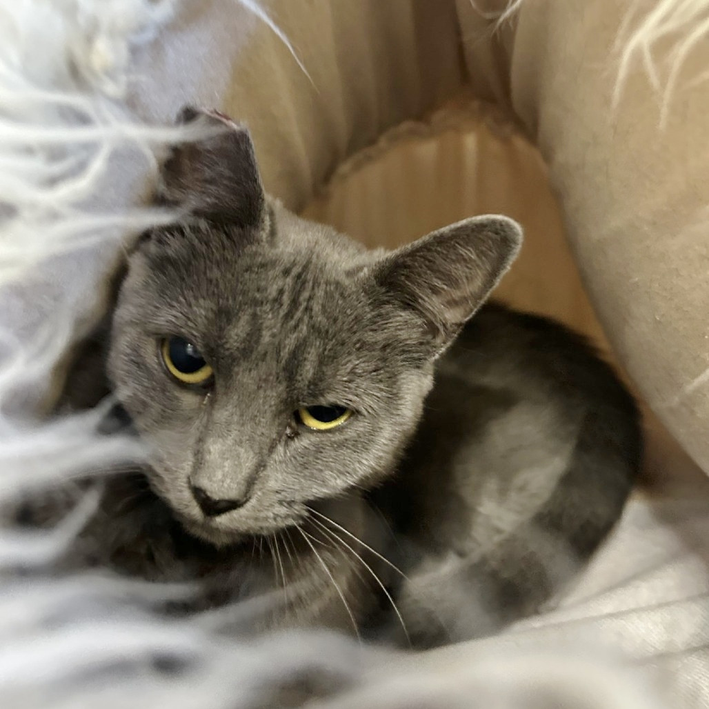 Pearl, an adoptable Domestic Short Hair in Medford, OR, 97501 | Photo Image 3