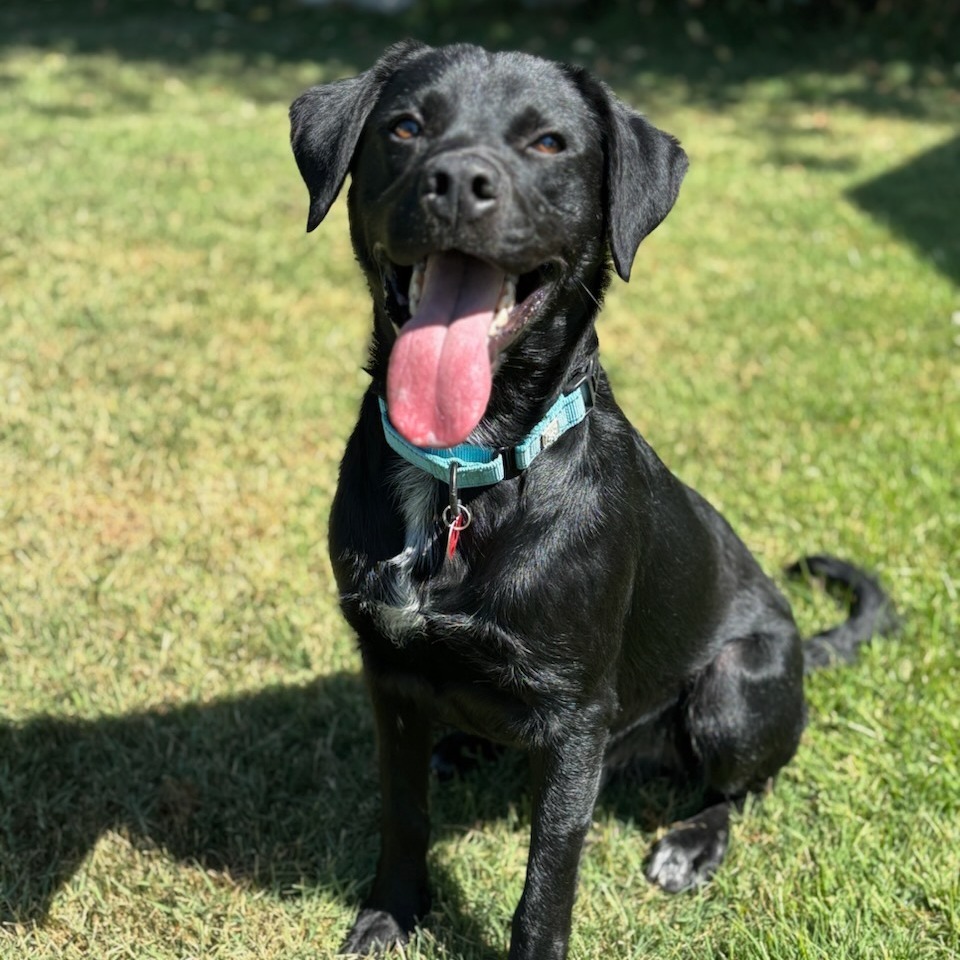 Shadow, an adoptable Mixed Breed in Medford, OR, 97501 | Photo Image 1