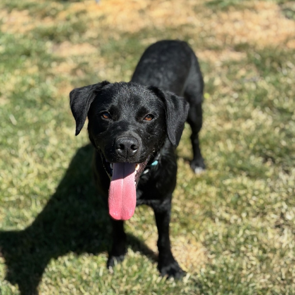 Shadow, an adoptable Mixed Breed in Medford, OR, 97501 | Photo Image 2