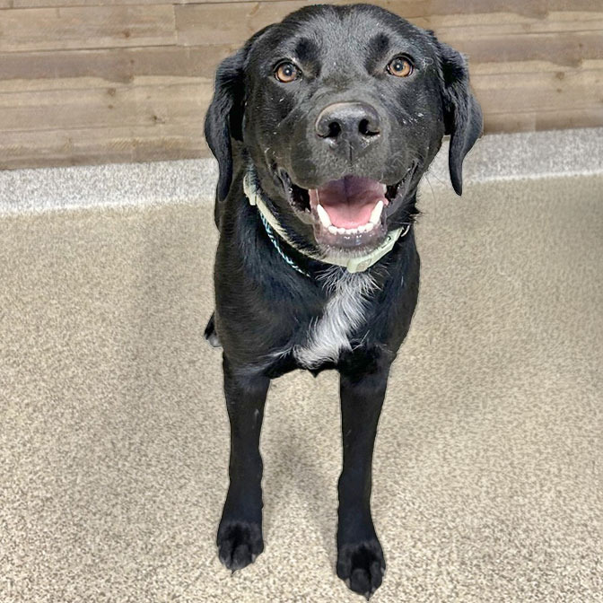 Shadow, an adoptable Mixed Breed in Medford, OR, 97501 | Photo Image 3