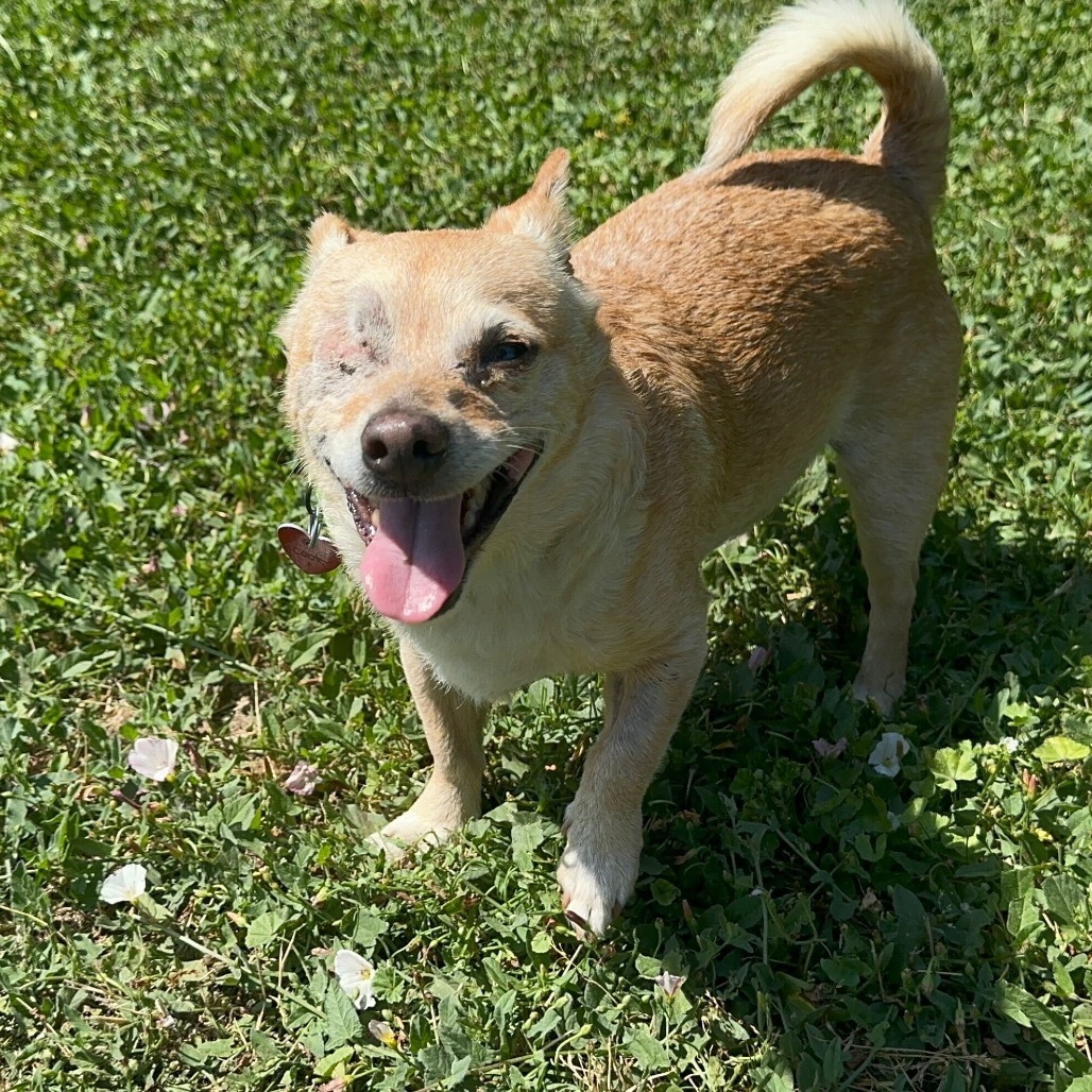 Scooter, an adoptable Mixed Breed in Medford, OR, 97501 | Photo Image 1