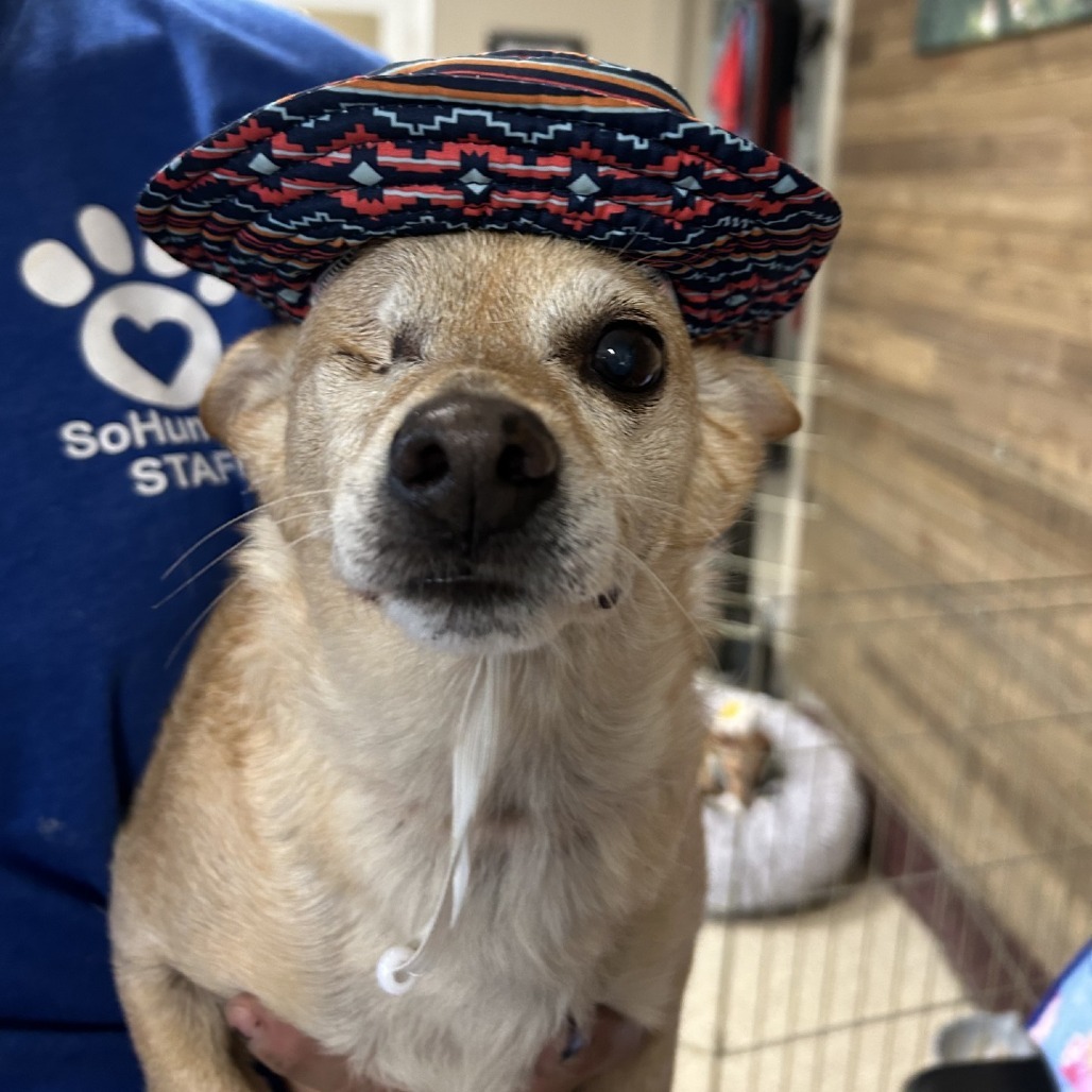 Scooter, an adoptable Mixed Breed in Medford, OR, 97501 | Photo Image 2