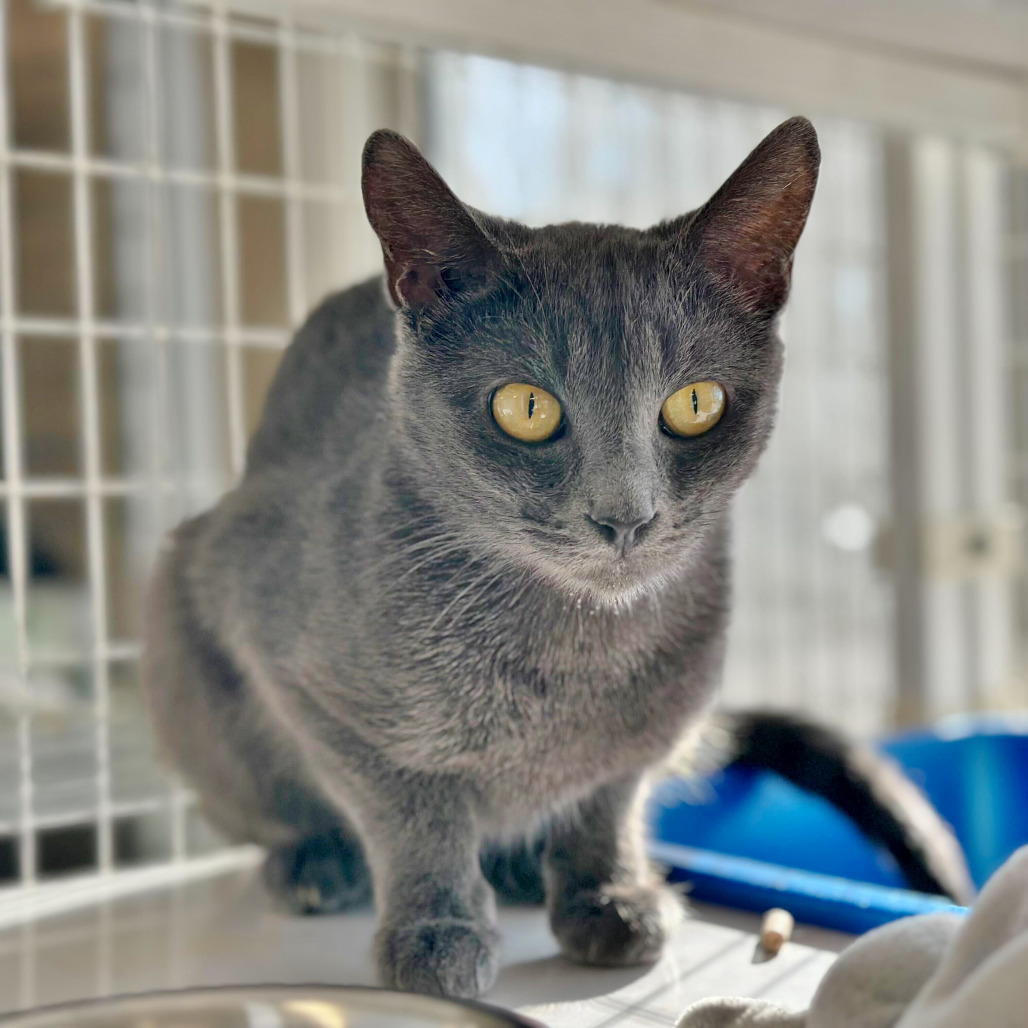Charlotte, an adoptable Domestic Short Hair in Medford, OR, 97501 | Photo Image 1