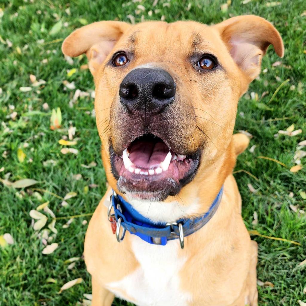 Buster, an adoptable Mixed Breed in Medford, OR, 97501 | Photo Image 1