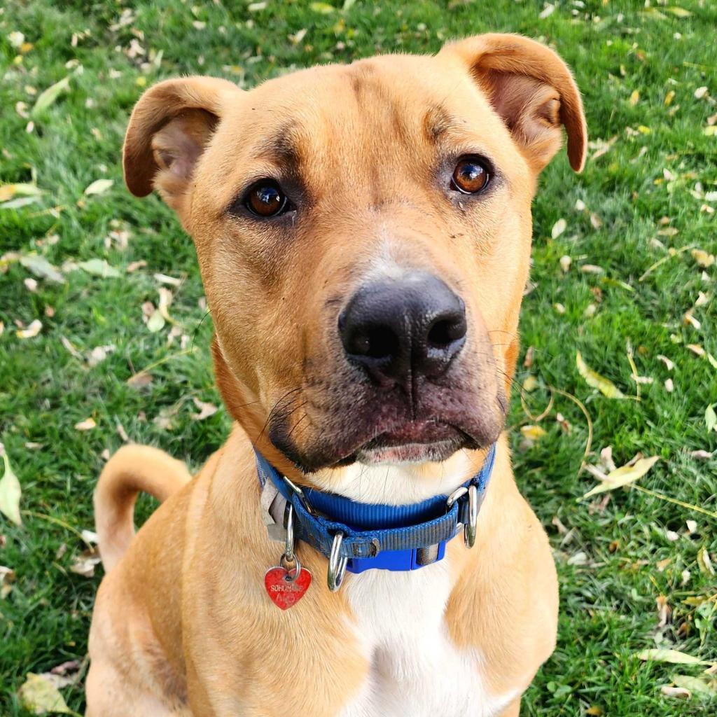 Buster, an adoptable Mixed Breed in Medford, OR, 97501 | Photo Image 2