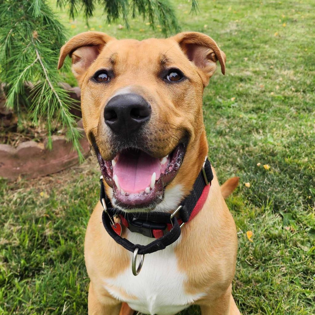 Buster, an adoptable Mixed Breed in Medford, OR, 97501 | Photo Image 3