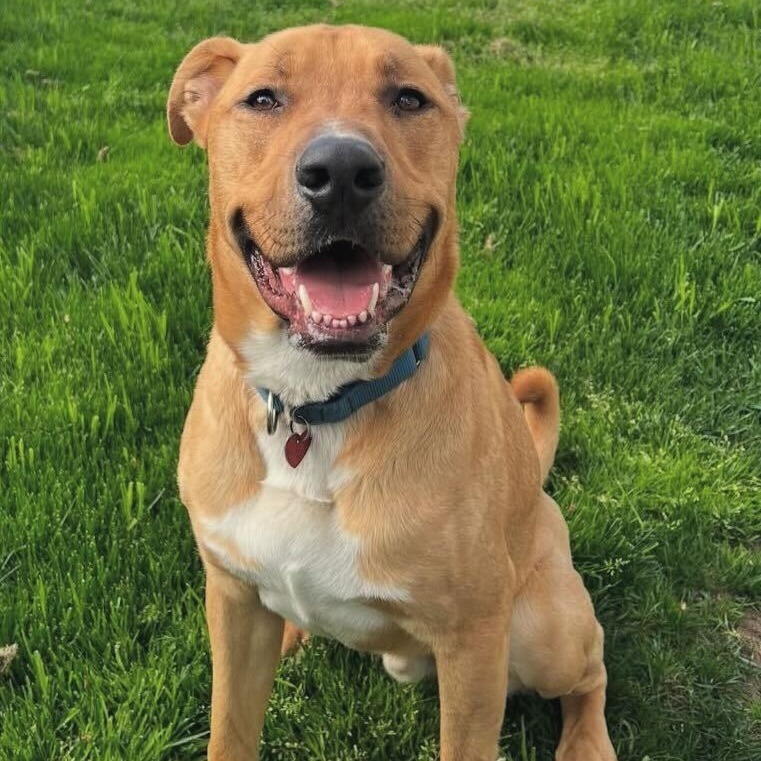 Buster, an adoptable Mixed Breed in Medford, OR, 97501 | Photo Image 4
