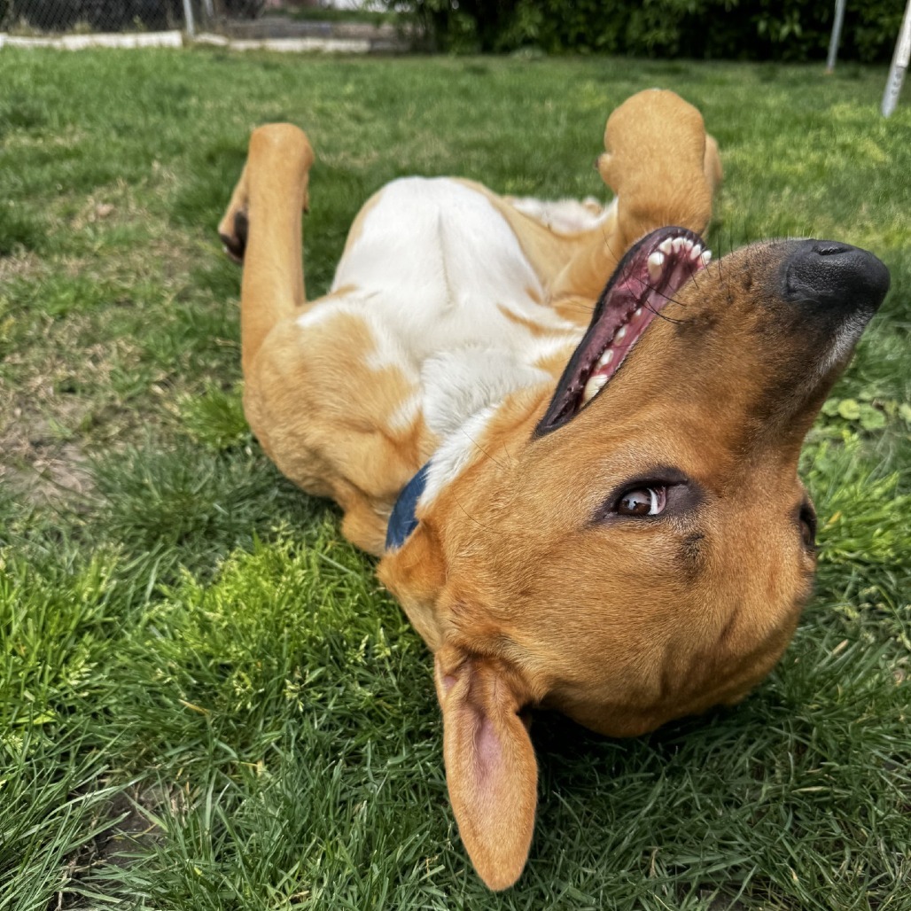 Buster, an adoptable Mixed Breed in Medford, OR, 97501 | Photo Image 5