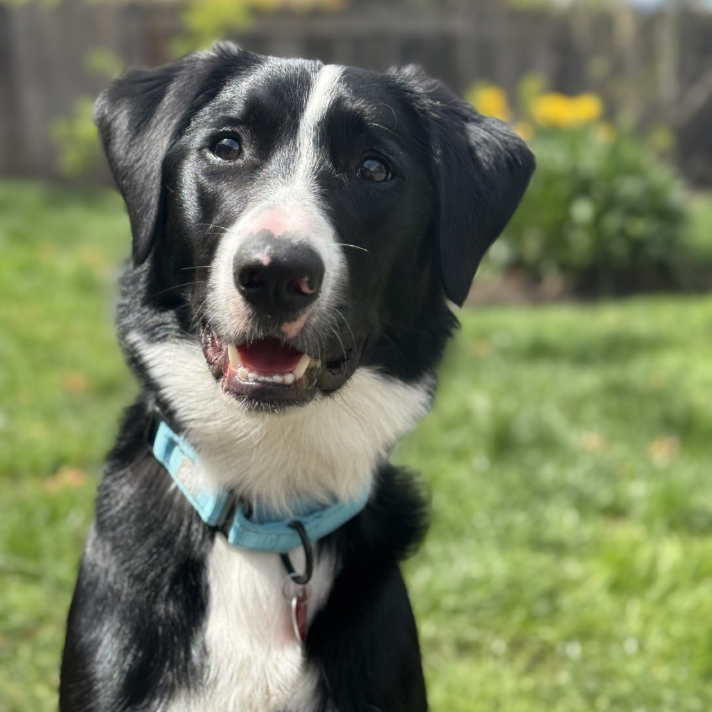 Moss, an adoptable Border Collie in Medford, OR, 97501 | Photo Image 1