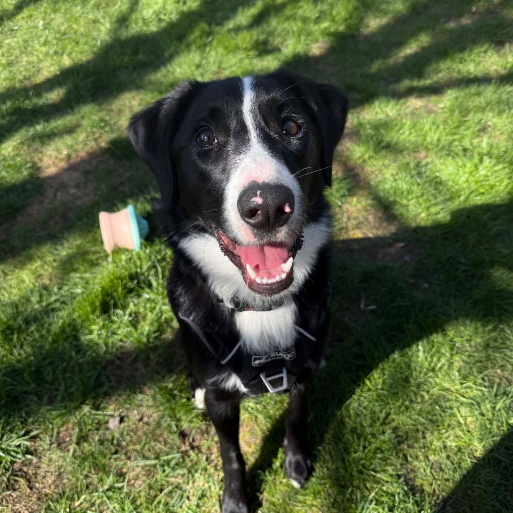 Moss, an adoptable Border Collie in Medford, OR, 97501 | Photo Image 2