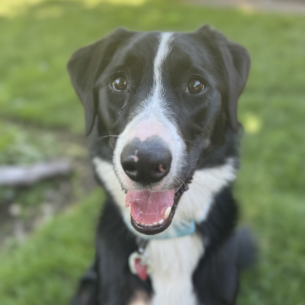 Moss, an adoptable Border Collie in Medford, OR, 97501 | Photo Image 3