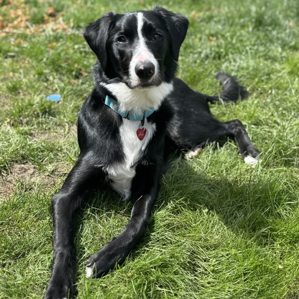 Moss, an adoptable Border Collie in Medford, OR, 97501 | Photo Image 4