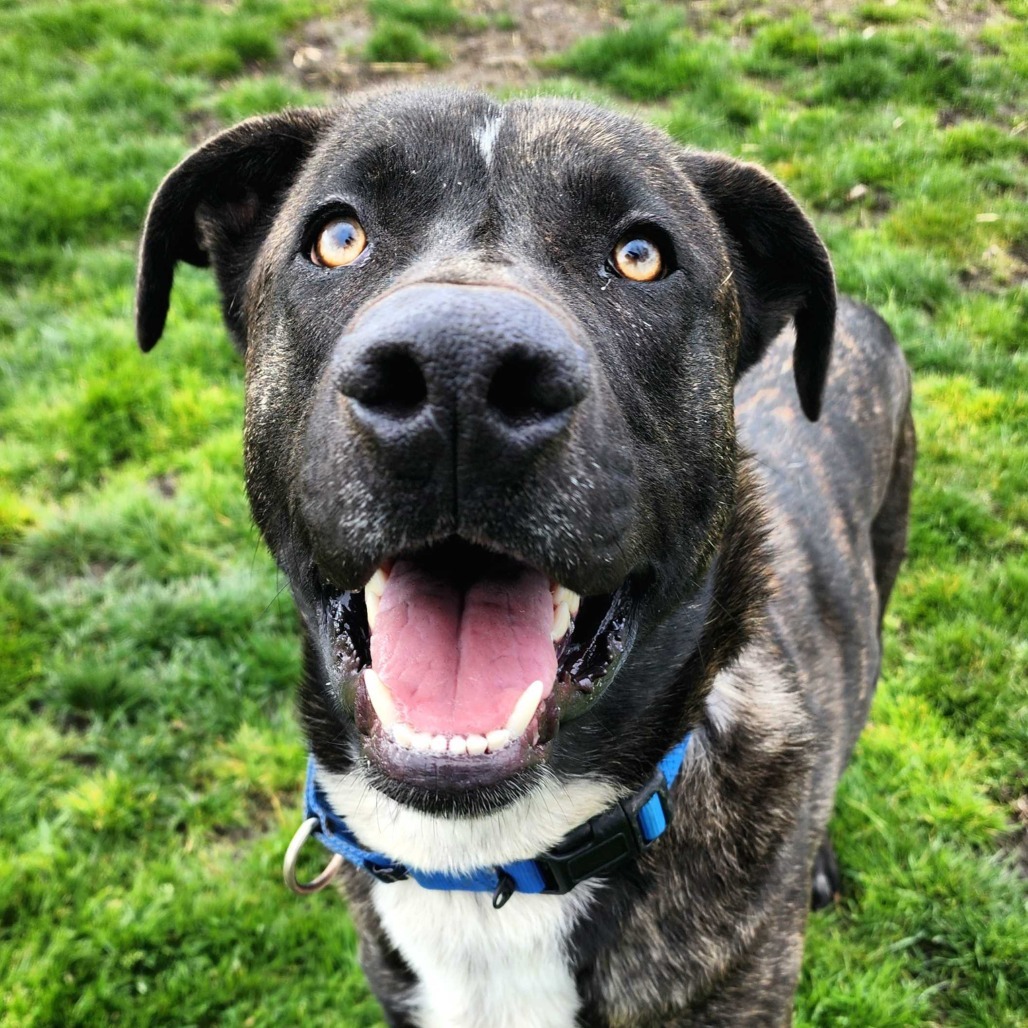 Oso, an adoptable Mixed Breed in Medford, OR, 97501 | Photo Image 1