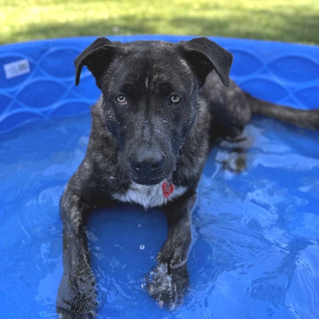 Oso, an adoptable Mixed Breed in Medford, OR, 97501 | Photo Image 3