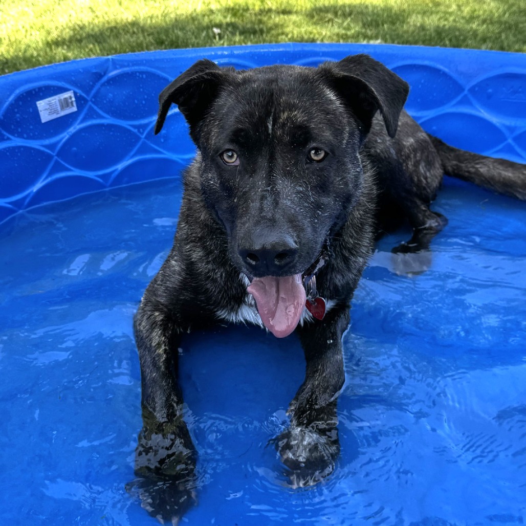 Oso, an adoptable Mixed Breed in Medford, OR, 97501 | Photo Image 4