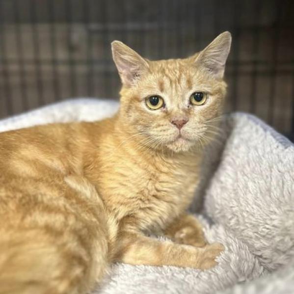 Fiona, an adoptable Domestic Short Hair in Medford, OR, 97501 | Photo Image 1