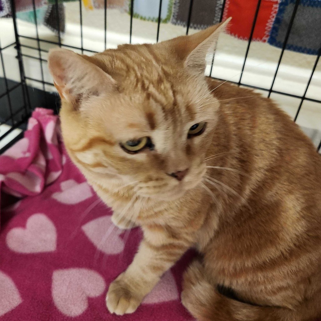 Fiona, an adoptable Domestic Short Hair in Medford, OR, 97501 | Photo Image 3