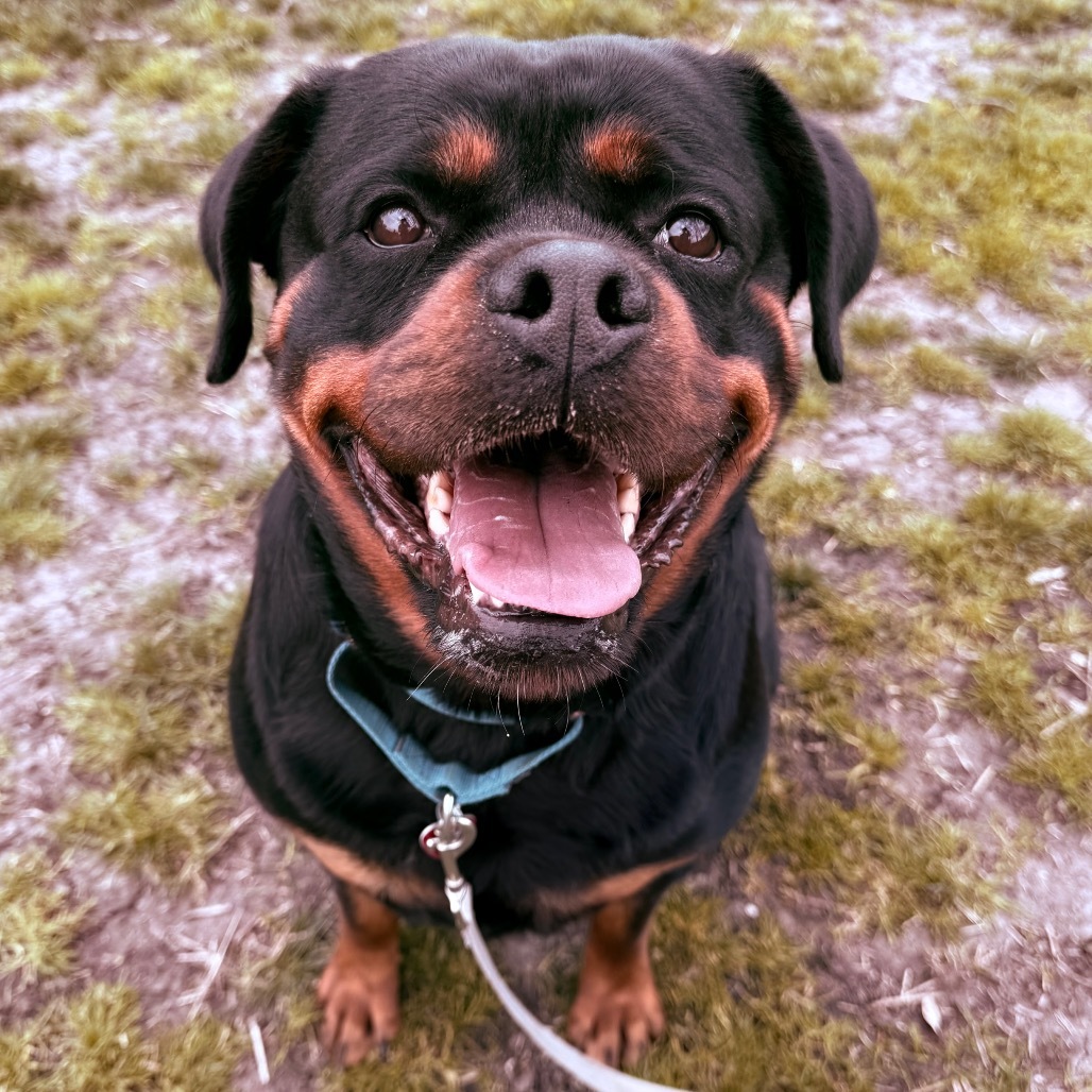Cassy, an adoptable Mixed Breed in Medford, OR, 97501 | Photo Image 1