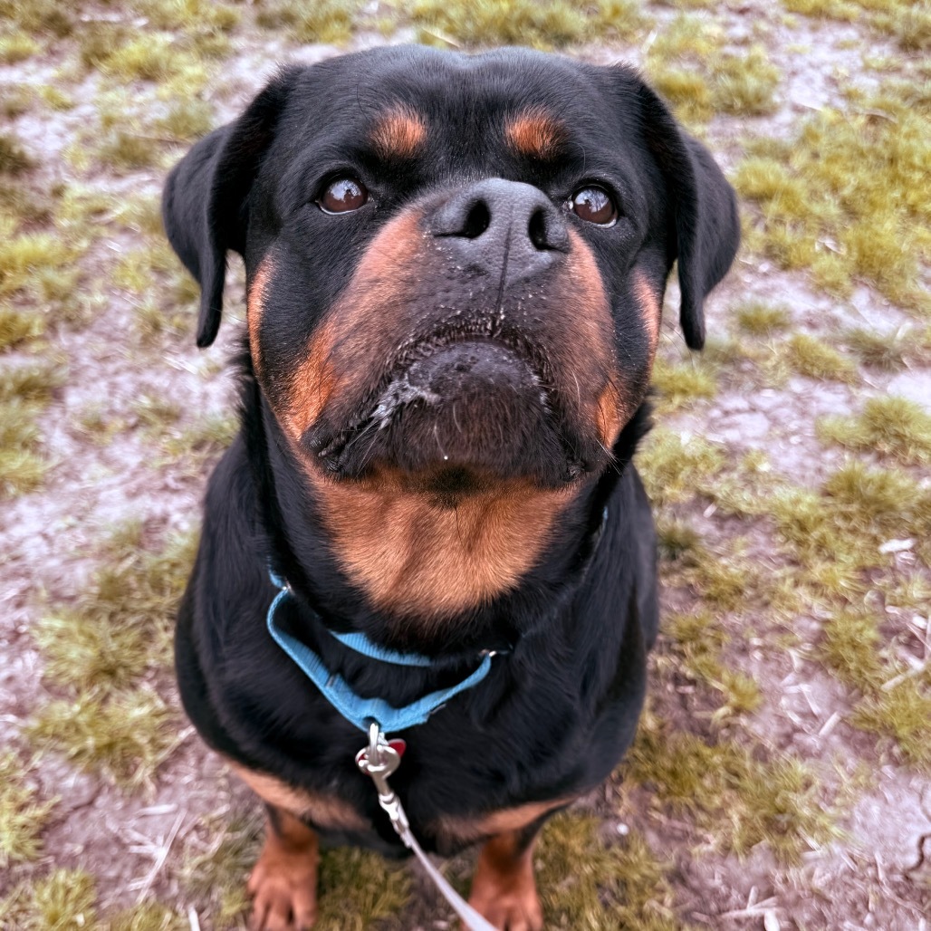 Cassy, an adoptable Mixed Breed in Medford, OR, 97501 | Photo Image 2