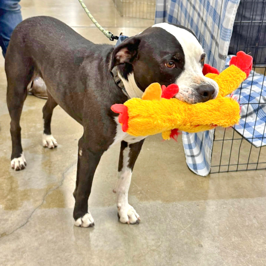 Dr. Seuss, an adoptable Mixed Breed in Medford, OR, 97501 | Photo Image 1