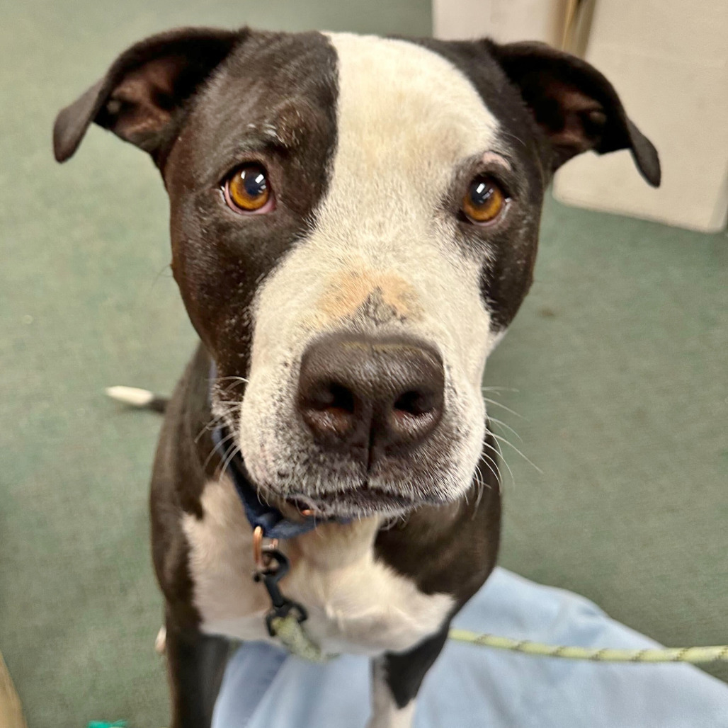 Dr. Seuss, an adoptable Mixed Breed in Medford, OR, 97501 | Photo Image 4