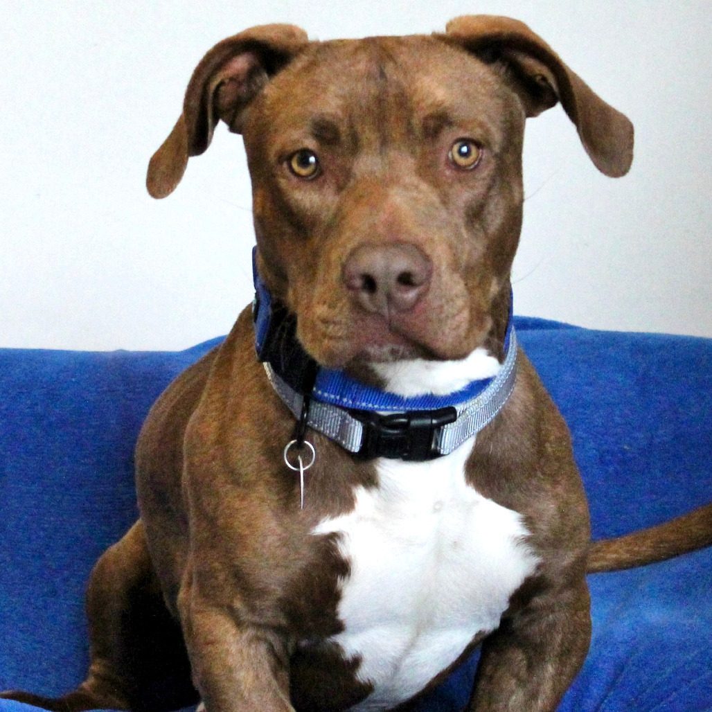 Bogart, an adoptable Mixed Breed in Medford, OR, 97501 | Photo Image 1