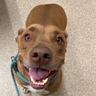 Bogart, an adoptable Mixed Breed in Medford, OR, 97501 | Photo Image 2