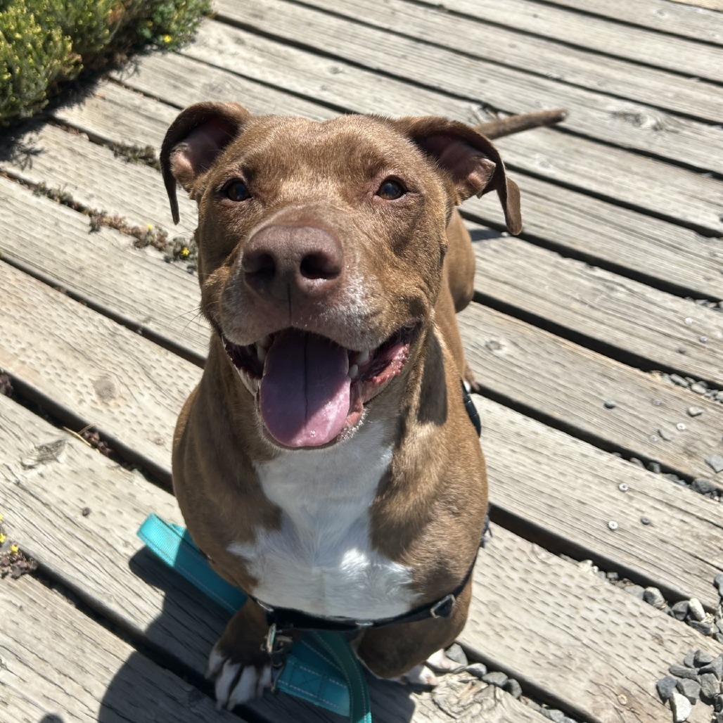 Bogart, an adoptable Mixed Breed in Medford, OR, 97501 | Photo Image 3