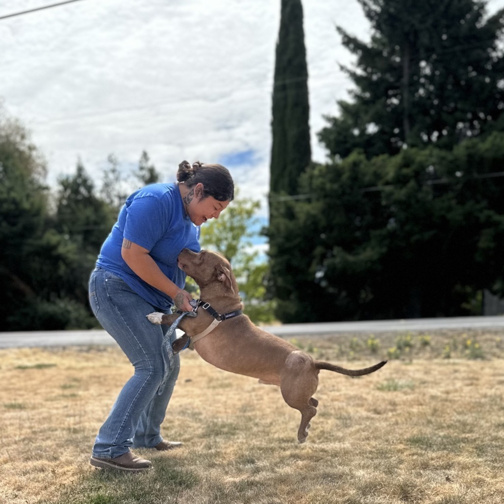 Bogart, an adoptable Mixed Breed in Medford, OR, 97501 | Photo Image 4