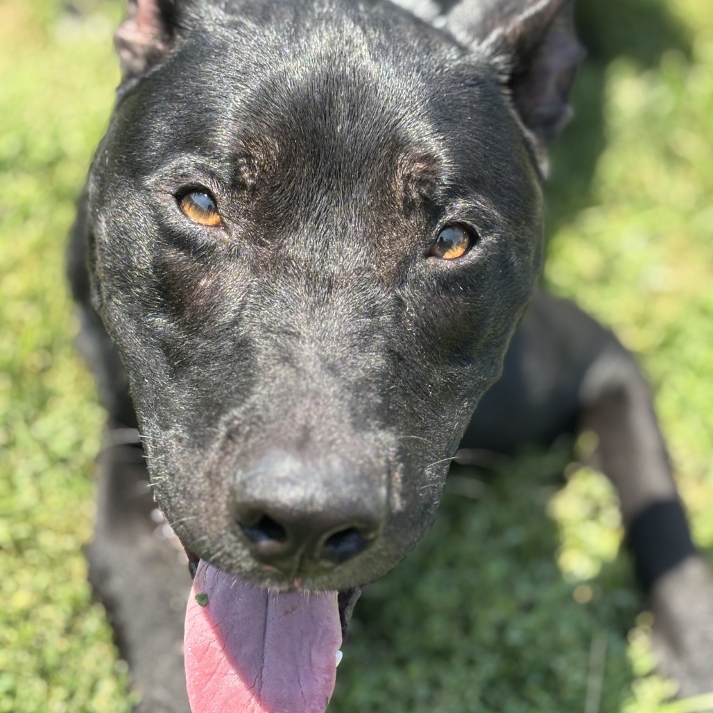 Tucker, an adoptable Mixed Breed in Medford, OR, 97501 | Photo Image 2
