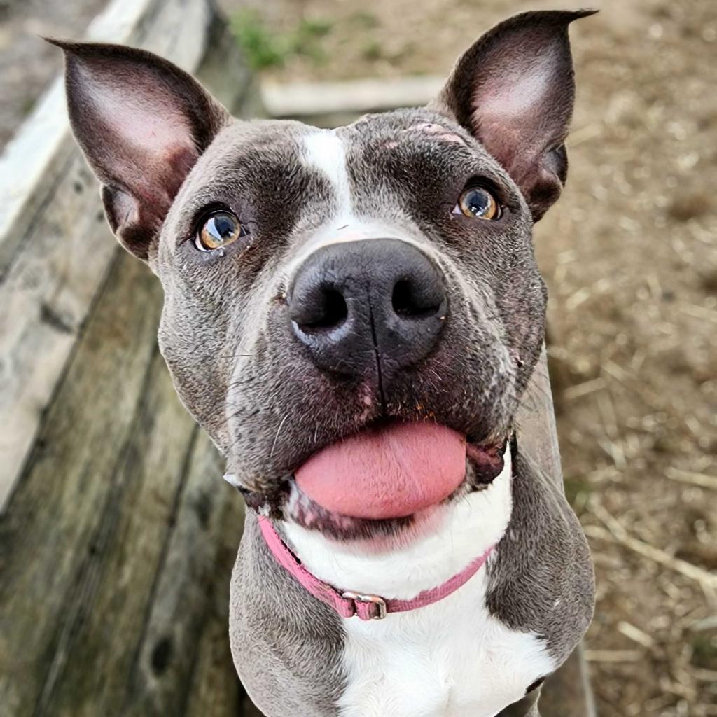 Millie, an adoptable Mixed Breed in Medford, OR, 97501 | Photo Image 1