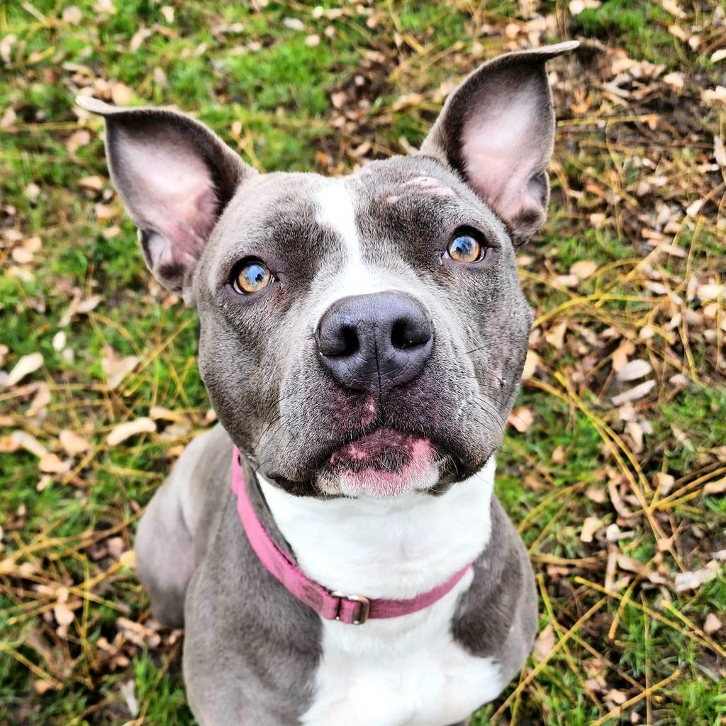 Millie, an adoptable Mixed Breed in Medford, OR, 97501 | Photo Image 2