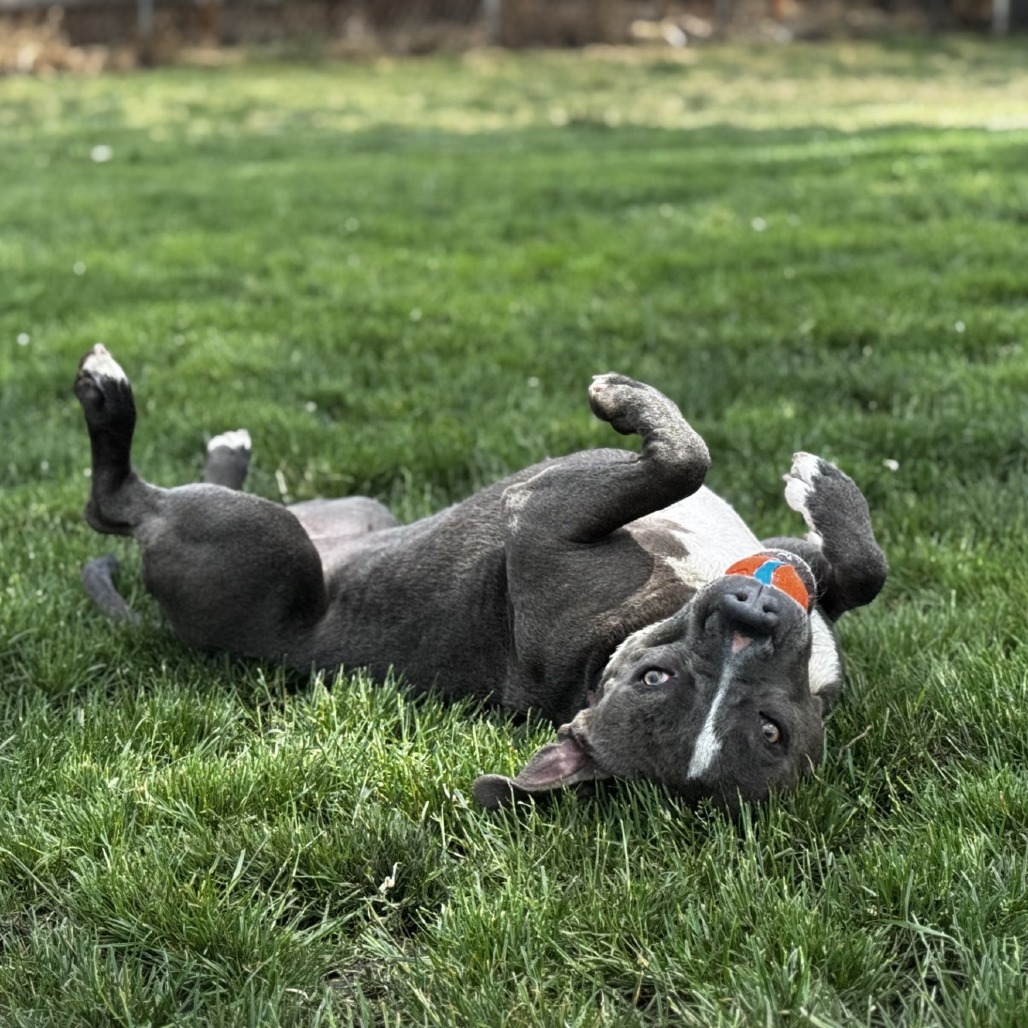 Millie, an adoptable Mixed Breed in Medford, OR, 97501 | Photo Image 3