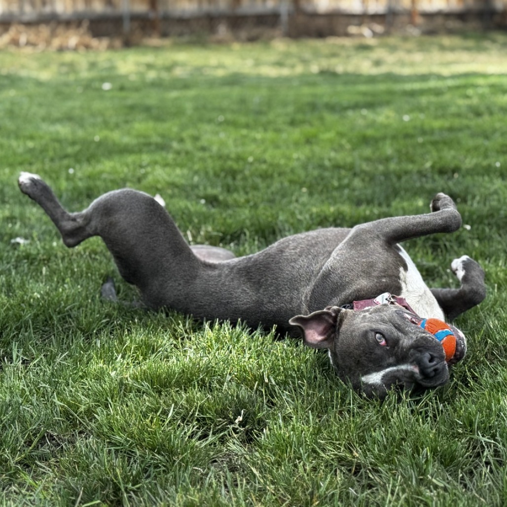 Millie, an adoptable Mixed Breed in Medford, OR, 97501 | Photo Image 4