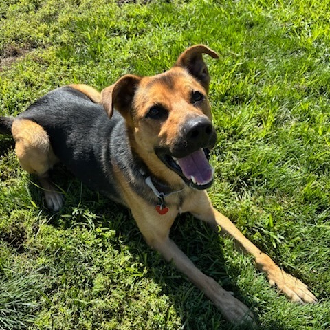 Moose, an adoptable Mixed Breed in Medford, OR, 97501 | Photo Image 2