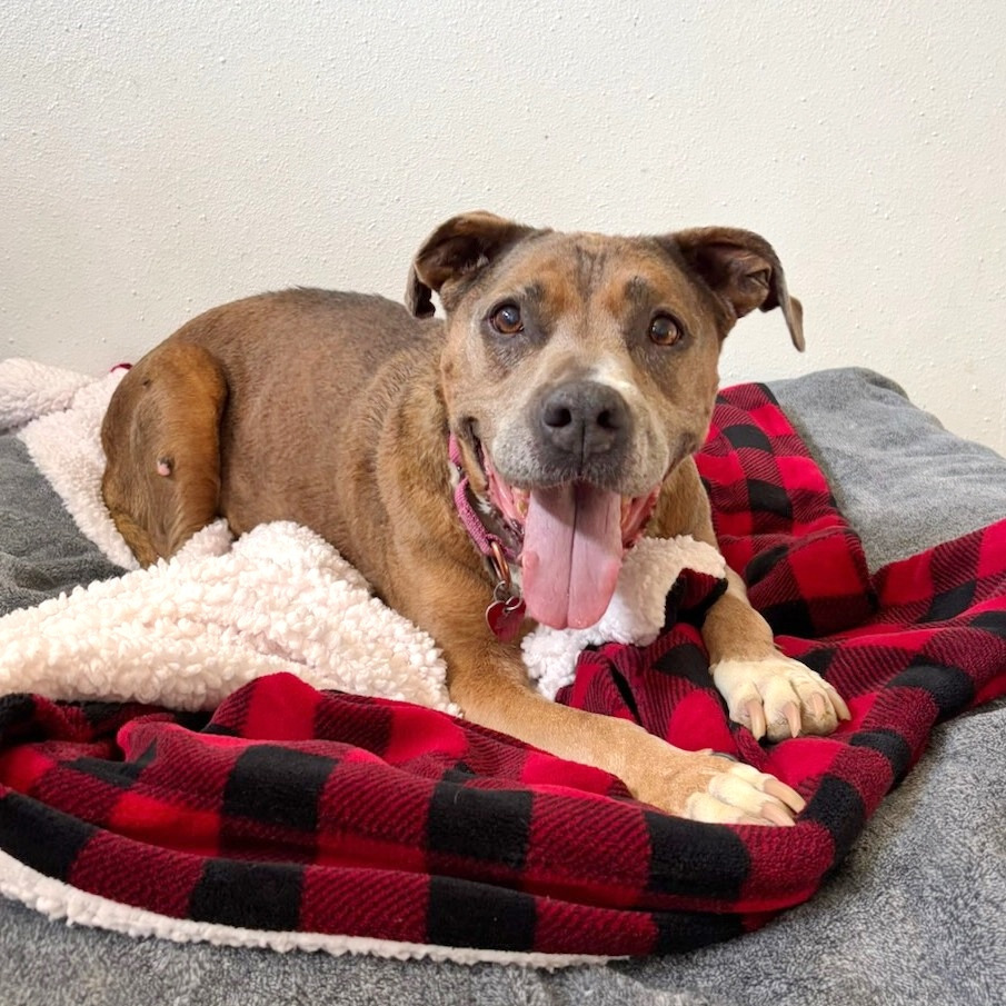 Lily, an adoptable Mixed Breed in Medford, OR, 97501 | Photo Image 1